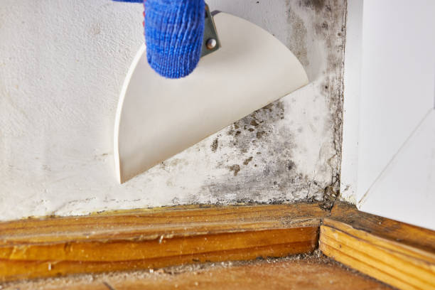 Mold Odor Removal Services in Talent, OR